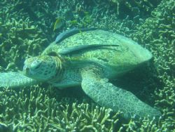Taken In tioman, Green Turtle resting... by Elderly Wong Ming Hong 